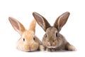 Two fluffy bunnies look at the signboard. Isolated on white background Easter Bunny. Red and gray rabbit peeking.