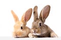 Two fluffy bunnies look at the signboard. Isolated on white background Easter Bunny. Red and gray rabbit peeking.