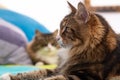 Two fluffy cats on a bed Royalty Free Stock Photo