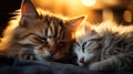 Two fluffy cats cuddled together, illuminated by warm, golden light Royalty Free Stock Photo