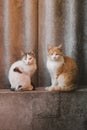 Two fluffy cats sit on a concrete block of a fence