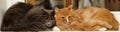 Two fluffy cats together Royalty Free Stock Photo