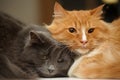 Two fluffy cats together Royalty Free Stock Photo