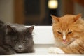 Two fluffy cats together Royalty Free Stock Photo