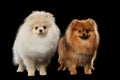 Two Fluffy Cute White and Red Pomeranian Spitz Dogs isolated