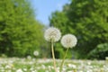 Two fluffy dandelions closeup with a green forest in the background