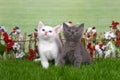 Two fluffy kittens in a flower garden