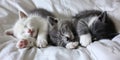 Dreamy Naptime: Adorable Kittens Snuggle on Cozy Bed. Generative AI