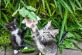 Two fluffy kittens playing on the grass. Little kittens are very active, funny animals. Royalty Free Stock Photo