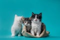 Two kittens in a sack and one next to the bag on a turquoise background