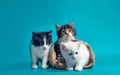 Two kittens in a sack and one next to the bag on a turquoise background