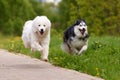 Two fluffy purebred dogs: a white samoyed arctic spitz and a black and white siberian husky run swiftly and cheerfully Royalty Free Stock Photo