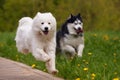 Two fluffy purebred dogs: a white samoyed arctic spitz and a black and white siberian husky run swiftly and cheerfully Royalty Free Stock Photo