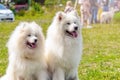 Two fluffy Samoyed dogs sitting in the park on the grass Royalty Free Stock Photo