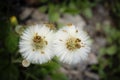 Two fluffy seed balls of a coltsfoot plant tussilago farfara with dry petals on blurred forest floor background