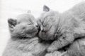 Two sleeping cats snuggling. British shorthair. Royalty Free Stock Photo