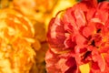 two fluffy tulips. Bright orange-red flower close up.Abstract red background from tulip petals and roses. Blur blur background. Royalty Free Stock Photo