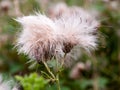 Two fluffy white buds of wild milk thistle outside in field