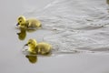 Two Fluffy Yellow Ducklings Swimming
