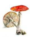 Two fly agaric, a poisonous mushroom, hand drawn watercolor sketch,