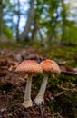 Fly agaric toadstool in forest