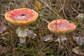 Two Fly agarics ( Amanita muscaria)