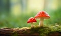 Two fly agarics close up on moss stump on blurred forest background with copy space Royalty Free Stock Photo