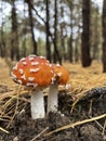 Two fly agarics grow in the forest. A mushroom with a red cap. Poisonous mushrooms. Toadstools in the forest. Royalty Free Stock Photo