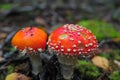 Two fly mushrooms Royalty Free Stock Photo