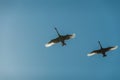 Two flying balck swans, Cygnus Atratus against blue sky on the background