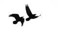 Two Flying Common Ravens Silhouetted on a White Background Royalty Free Stock Photo