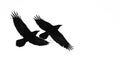 Two Flying Common Ravens Silhouetted on a White Background Royalty Free Stock Photo