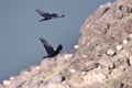 Two Flying Common Ravens Viewed from Above