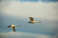 Two flying cranes against cloudy sky wallpaper.