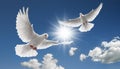 Two flying doves Royalty Free Stock Photo