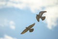 Two flying doves against the blue sky