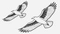 Two Flying Eagles Vector Graphic, vector design Generative AI Royalty Free Stock Photo