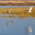 Two flying egrets Royalty Free Stock Photo