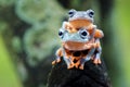 Two Flying Frog Wallace On The Tree Royalty Free Stock Photo