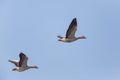 Two flying grey gooses in blue sky