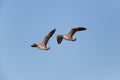 Two flying grey gooses in blue sky