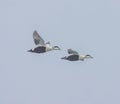 Two flying male eider ducks in Norway