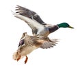 Two flying mallard ducks isolated on white Royalty Free Stock Photo