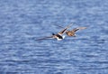 Two flying mallards, one female, one male Royalty Free Stock Photo