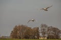 Two flying mute swans, Cygnus olor, during warm colored sunrise over polder landscape