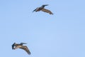 Two flying pelicans against clear blue sky in the background Royalty Free Stock Photo