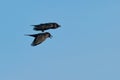 Two flying ravens Royalty Free Stock Photo