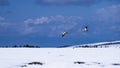 two flying ruddy shelducks over the snow-covered mountain pine trees Royalty Free Stock Photo