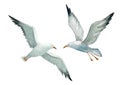 Two flying sea gull, aquatic birds, marine nature, ocean life, coastal flora and fauna .watercolor illustration..