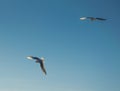 Two flying seagulls on a background of blue sky. Royalty Free Stock Photo